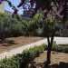Usciamo e ci dirigiamo verso il giardino ordinato in grandi aiuole sulle quali cipressi e ulivi svettano nel segreto di questo cortile inaccessibile ai pi